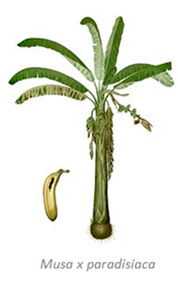 Banane-image1.jpg