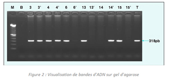 PCR-image3.jpg